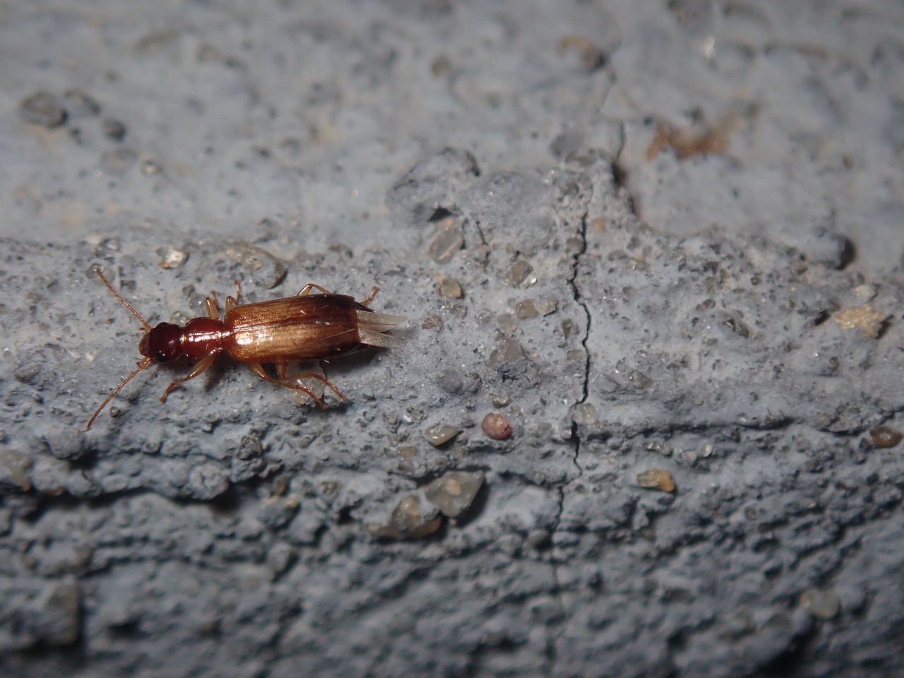 Paradromius linearis Paradromius linearis